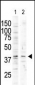 MAPK13 Antibody (C-term)